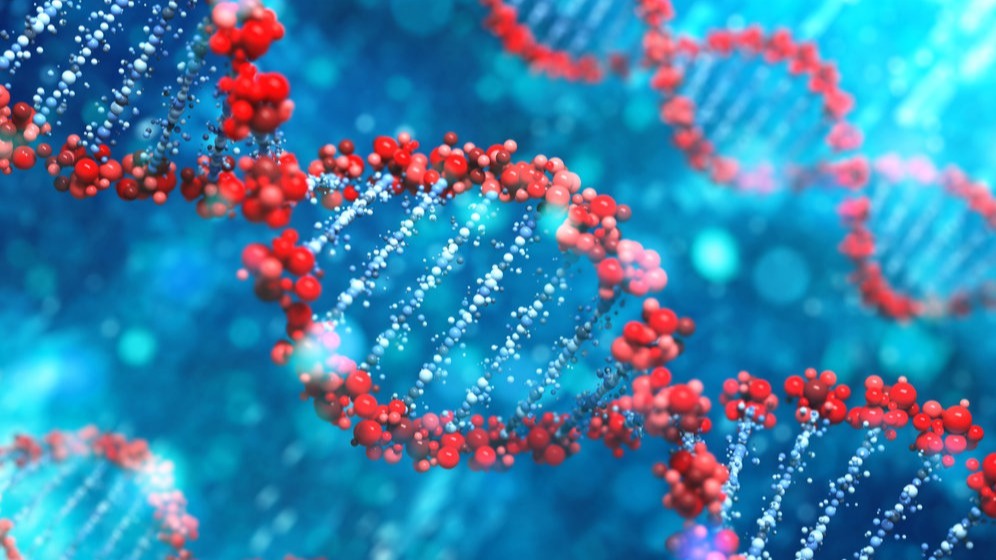 Plasmodium , Toxoplasma, Human Cells, biological terms, phylum Apicomplexa