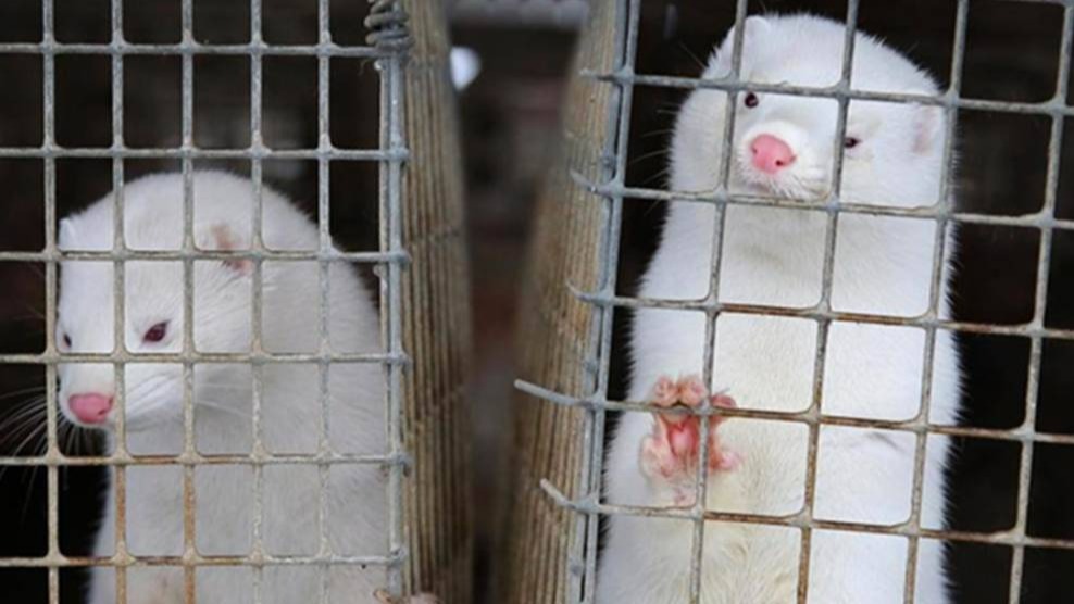Mink Raisers Affiliation, minks, denmark, coronavirus, minks captured, minks spreading coronavirus , covid, researches, 1 million mink