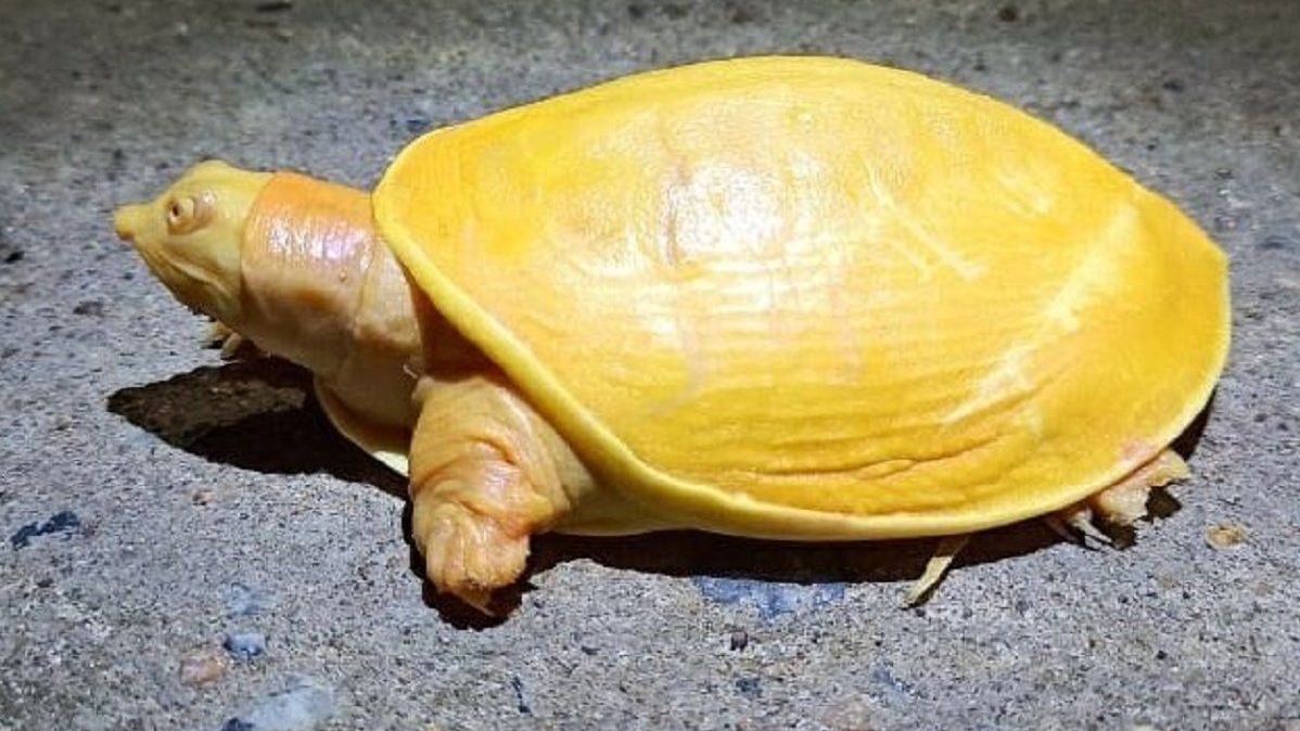 Debashish Sharma, Yellow Turtle, Indian Forest Service, West Bengal, Odisha