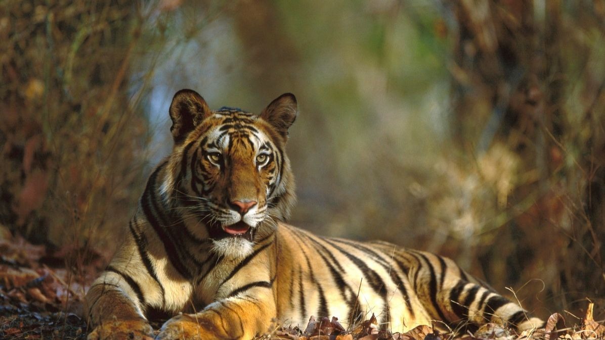 Corbett Tiger Reserve,  ladies nature controls , CTR, Ladies guide, Tigers In India