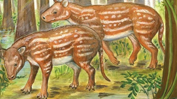 Rajasthan, Horse, Rhinos, Animals,  sheep-sized , Cambaytherium.