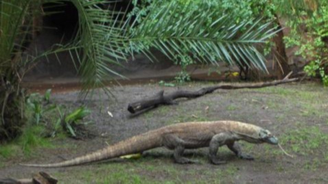 Salvages , reptiles, Agra's Kalindi, enter the room, SOS