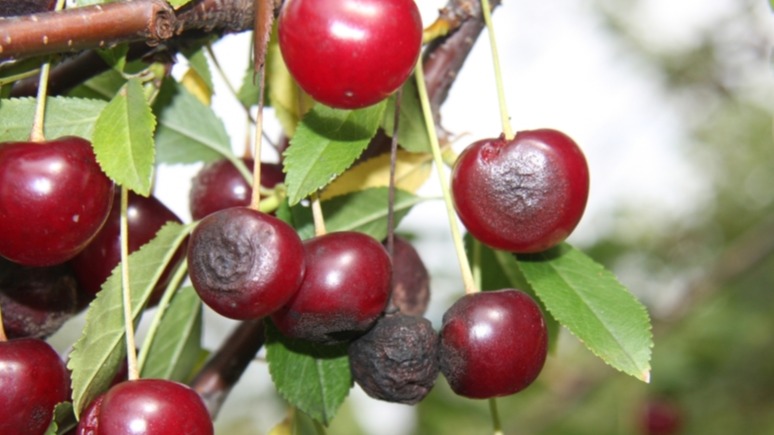 diseases, virus,  Cherry rusty mottle virus,  Rusty's mottle illness,  cherry