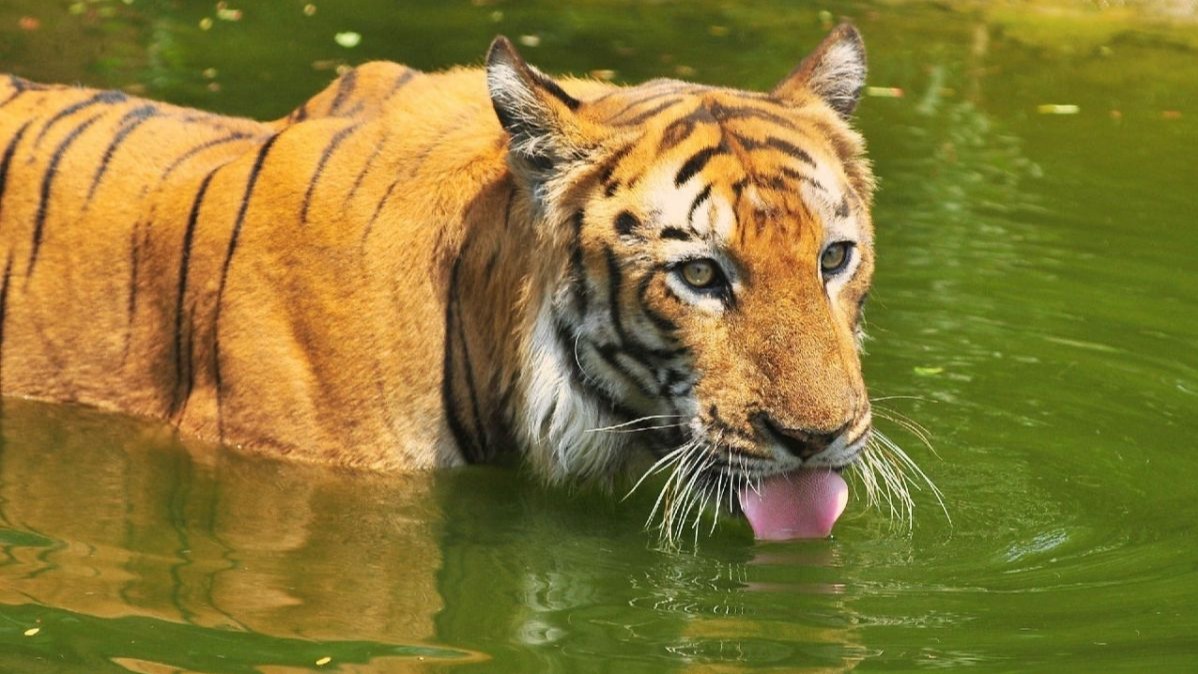 TSFDC, first wildlife park, nature , forest, wild animals