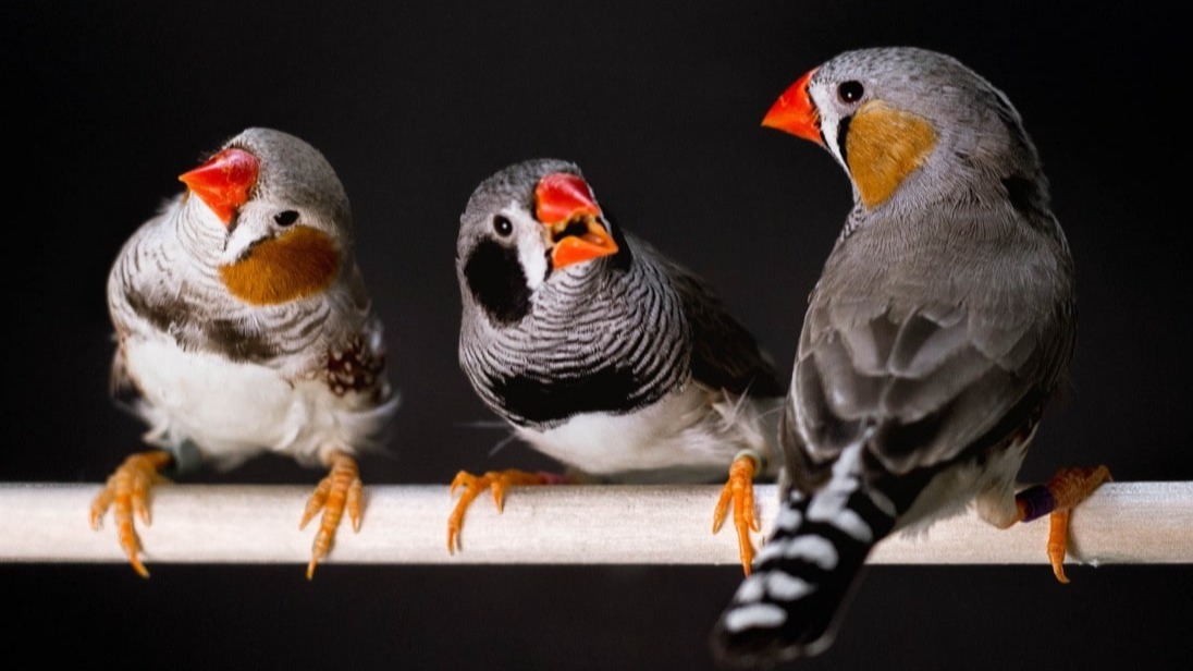 Bird , song, Zebra Finches, spirited songbirds , equid finches