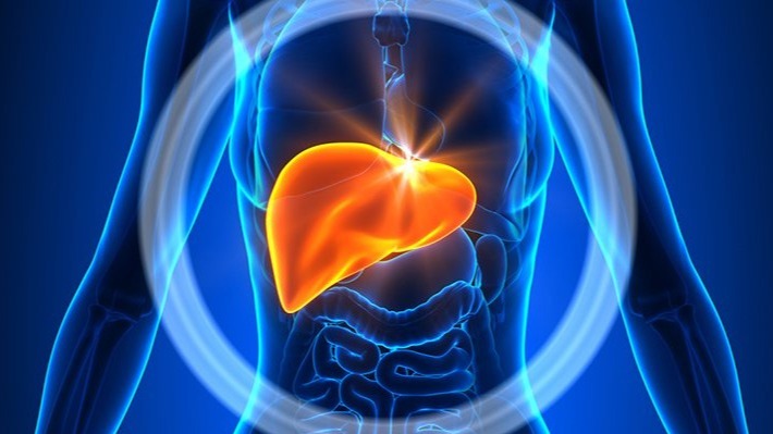 muscle tissue, unwellness disease,  fat , pathology, Massachusetts Institute of Technology engineers , Liver