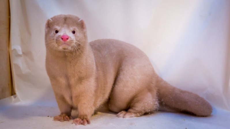 SARS-CoV-2 virus, Danish Prime Minister, Mette Frederiksen , Scandinavian country, Denmark