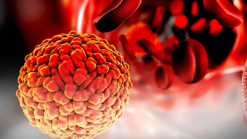 Zika virus,  anti-viral treatment ,  symptoms, brain malformations,  mouse brain