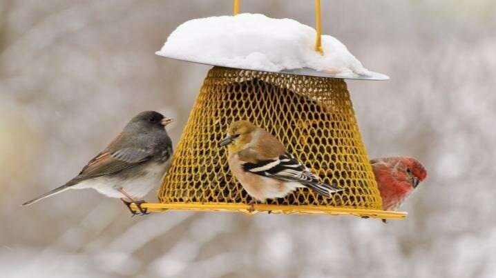 south-east Australia, eggs to harmful,  low temperatures, Babbler Bird, fall