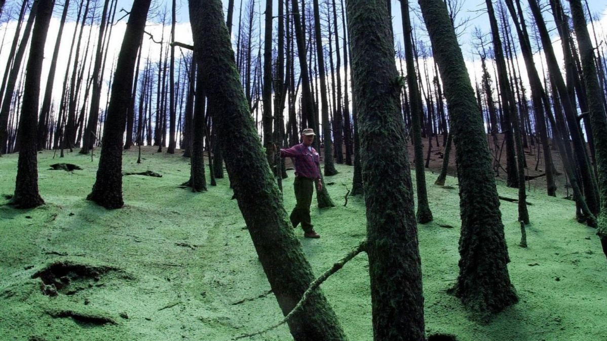 Trees Area , plants , animals, numerous, Brain McGill