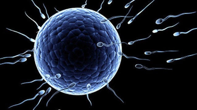 animal biological , oocytes, egglike cells,  stem cell, London United Nations agency