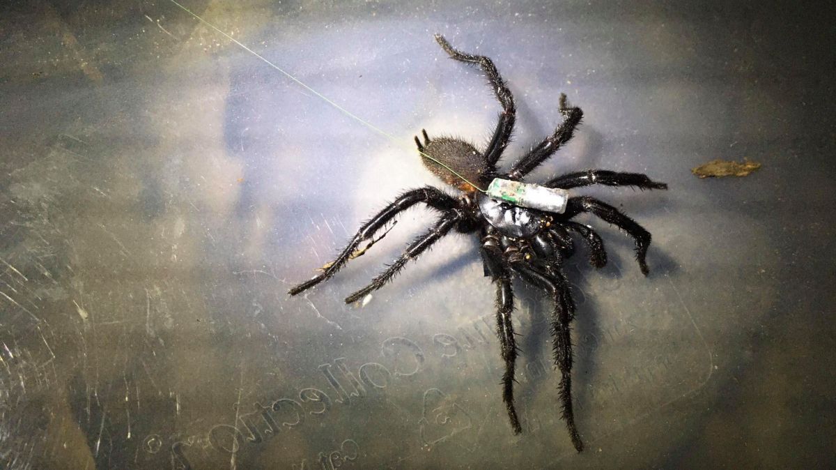 biologist,  Spider,  Science, WHO, Google program, scientists