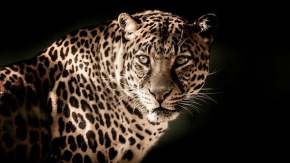 Emiliano Donadio, jaguars, pumas , ecological meltdown, jungle