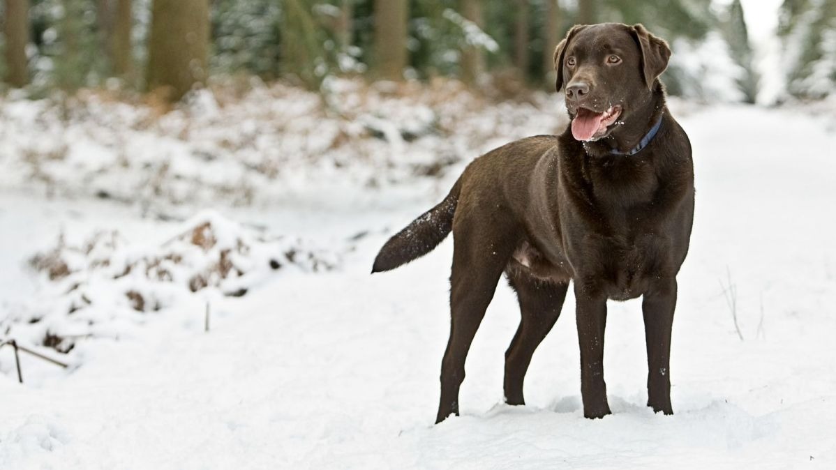 desoxyribonucleic acid, WHO, dog dynamics, Early Europe,  archeologic proof, Science