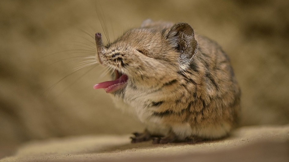 food , brain thickness, Shrew Brains, Winter, summer