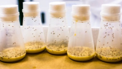 viruses, fiber ribonucleic acid, breakbone fever,  chikungunya,  Zika,  black vomit,  West Nile River viruses, infectious