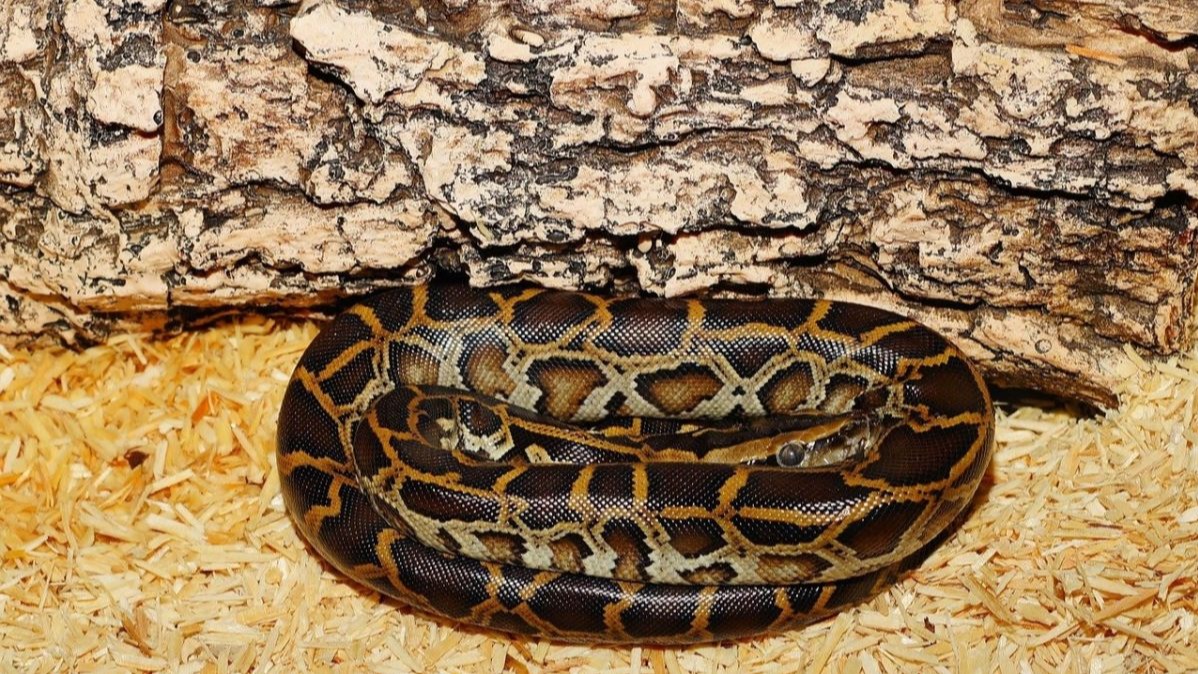 World's Oldest Python Fossil Unearthed.