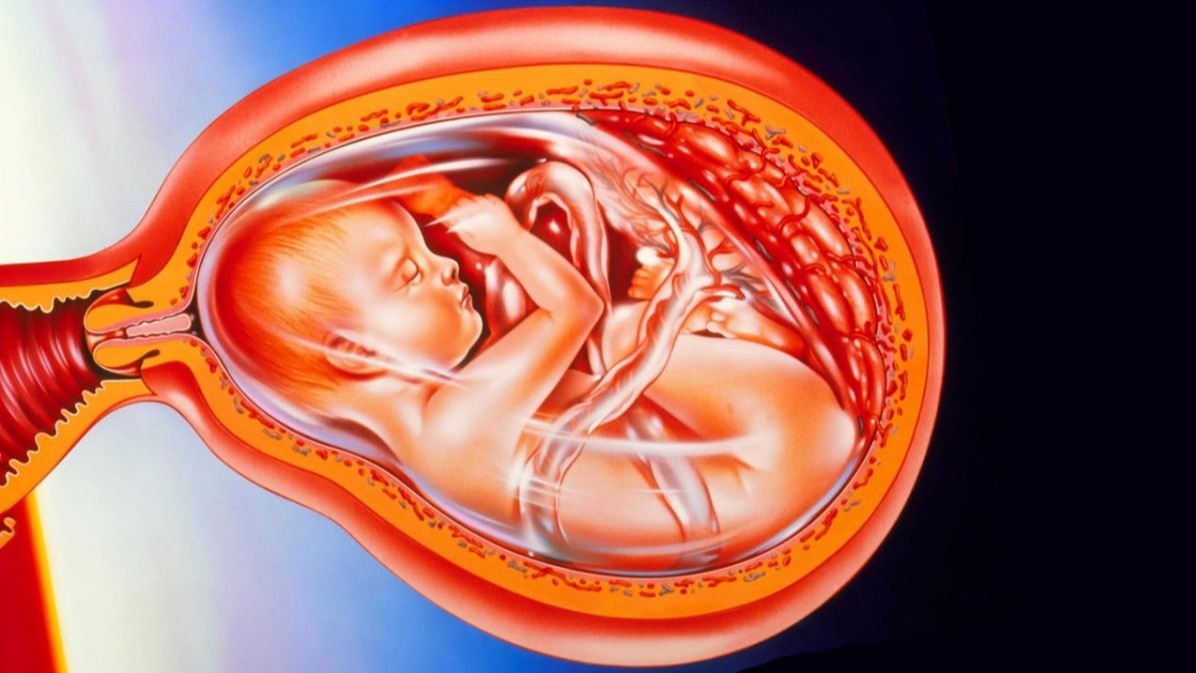 Virus  , Microorganism , physics, children sick, brain