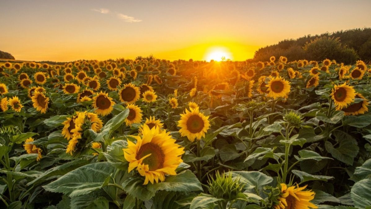 COR28, Plants, Arabidopsis thaliana, United States Of America., day and night