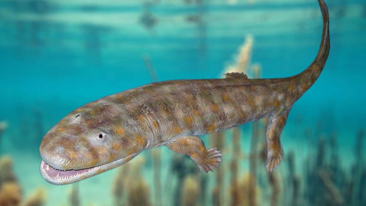 Bite, economical, food, micro-CT pictures , University of Bonn