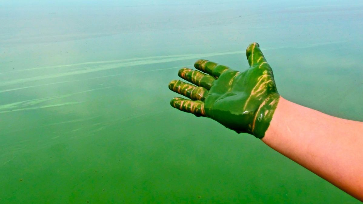 Blue-Green , Algae,  biogeochemical, microorganism biologist , Ecology,  bacteria