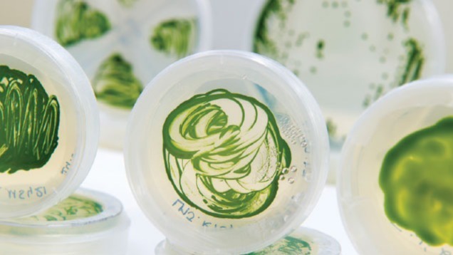 hydrocarbons, Alga Pump, Fuel, E. coli, C. variables, algae