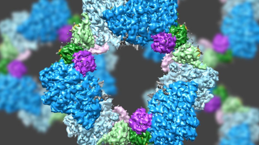 Aminoacyl-tRNA synthetases, bacterium,  researchers , protein, cells