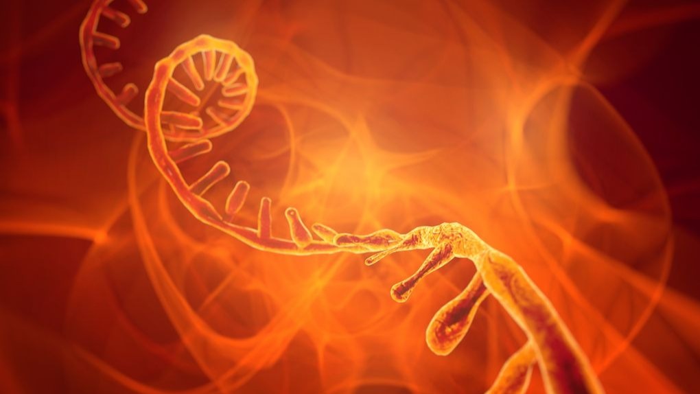 microorganism , COVID-19,  SARS-CoV-2,  virus, mRNA , vaccines