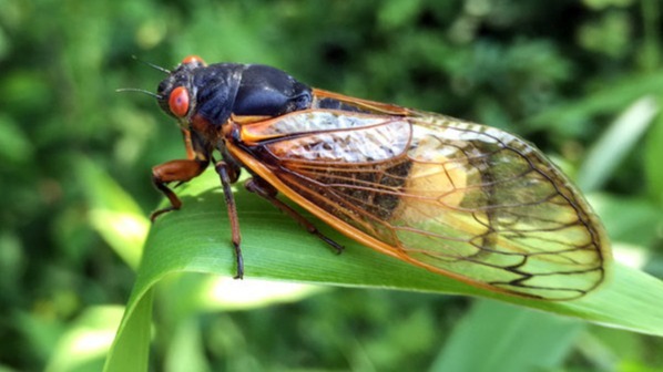 Small, Quiet Crickets Flip Leaves Into Megaphones To Blare Their 