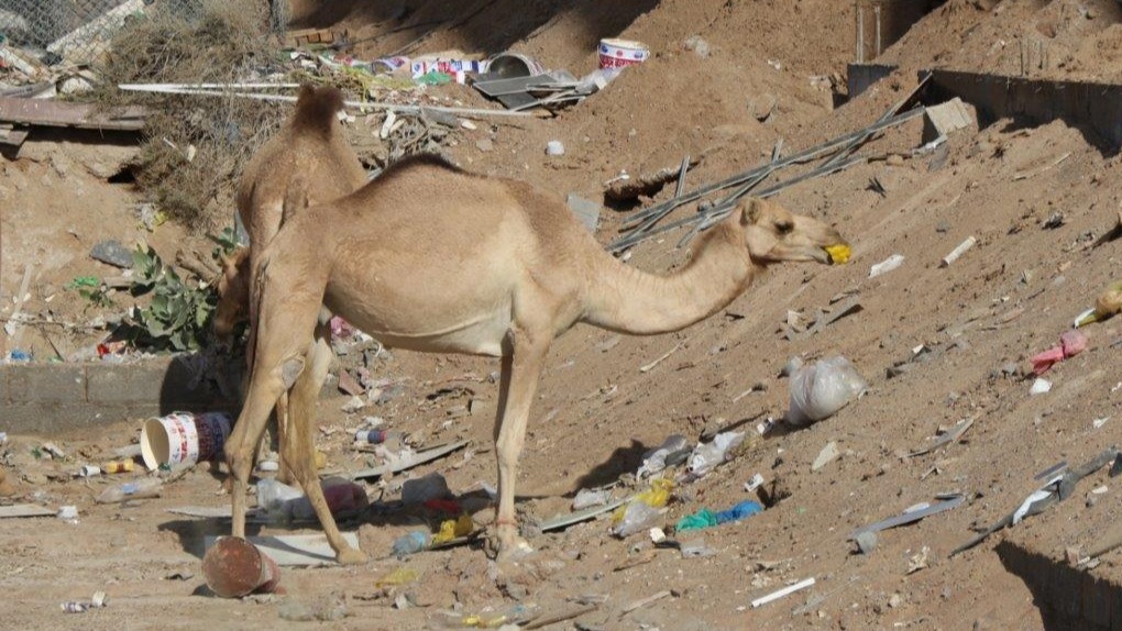 Plastic Waste , Guts, microorganisms, camels, Marcus Eriksen, plastic pollution