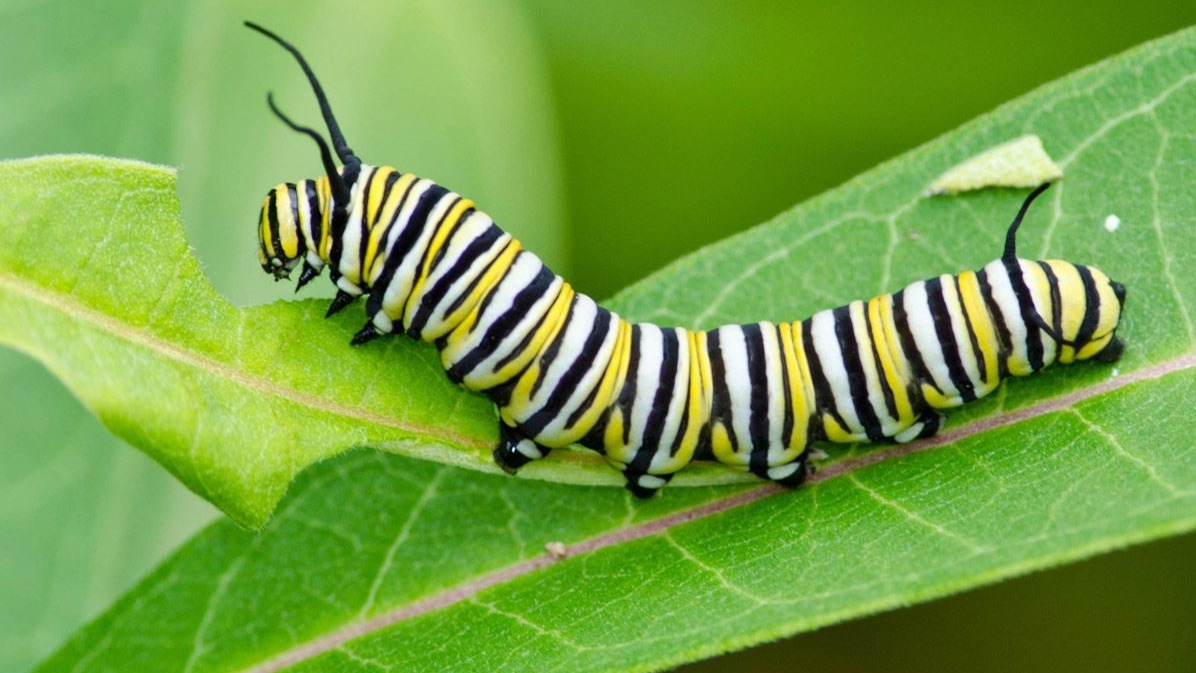 fruit flies , cavefish, Scarce Food, YouTube, scientist