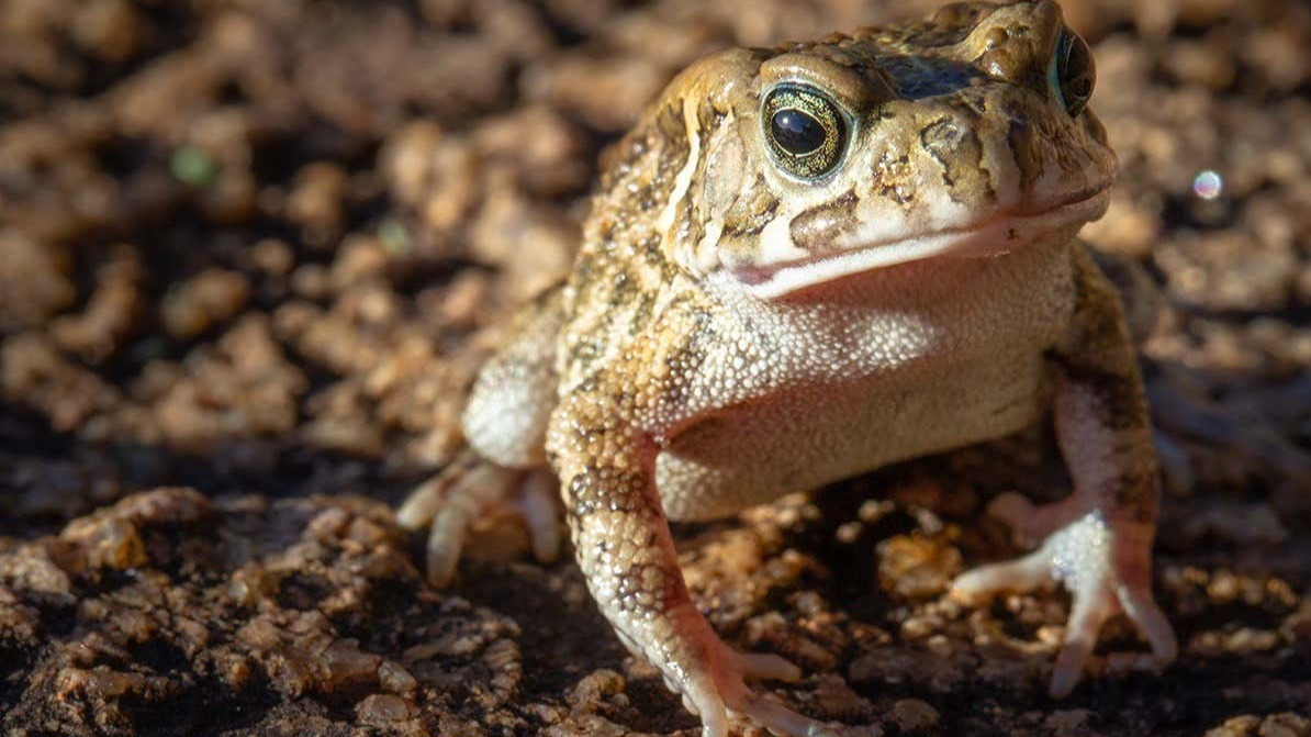 islands ,  jaw,  legs,  feet, island inherited disorder, Guttural Toads Shrank