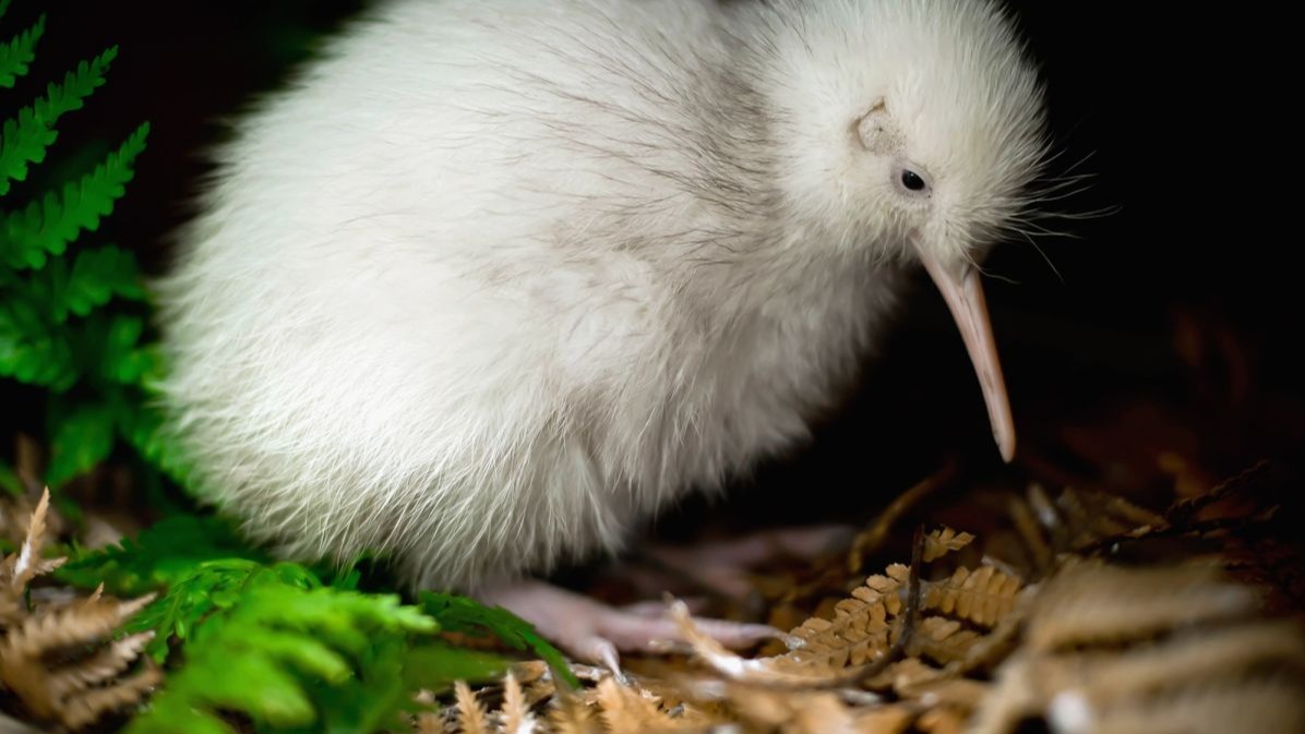 white kiwi, bird, New Zealand, North Island , Protection, egg