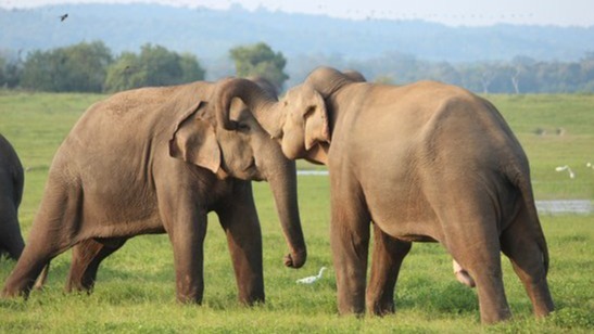 gold,  silver,  copper, United States of America, DNA sequences , mitochondrial DNA