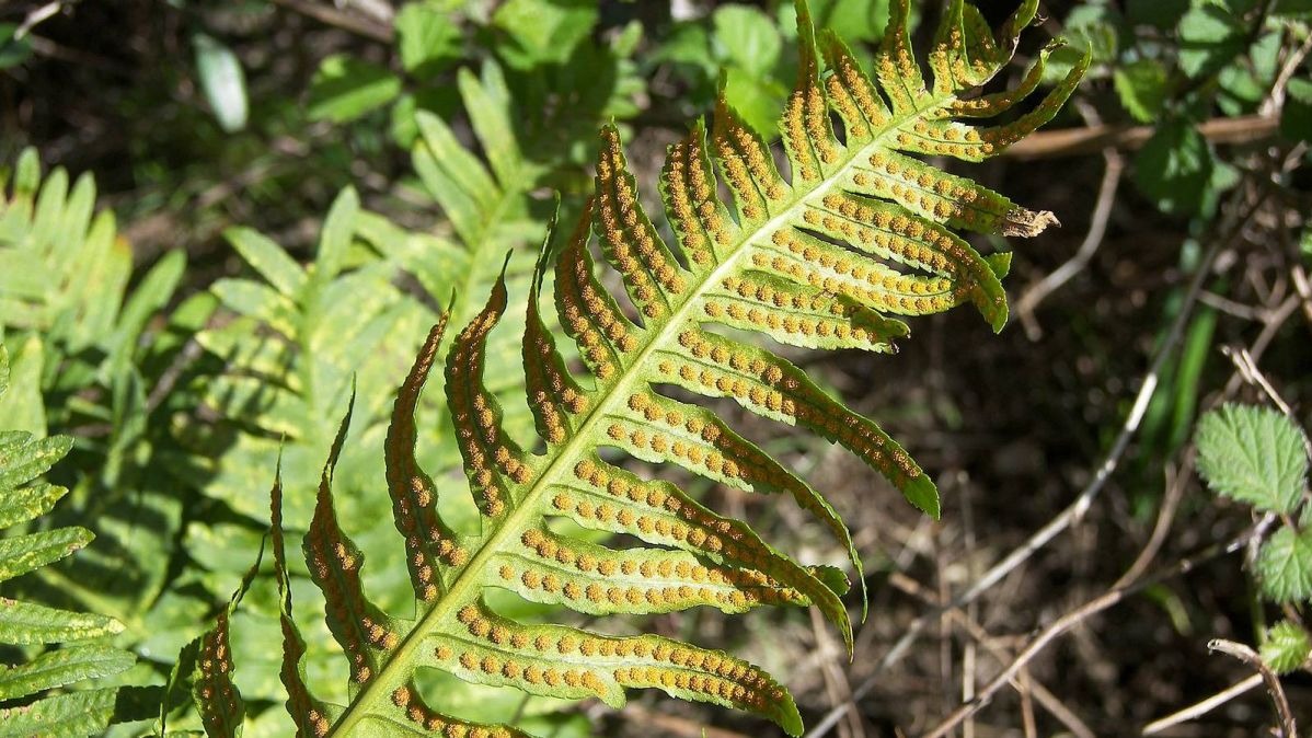 Plant Compound, National Human ordering analysis Institute (NHGRI),  Down symptoms, citrus fruits,  symptoms