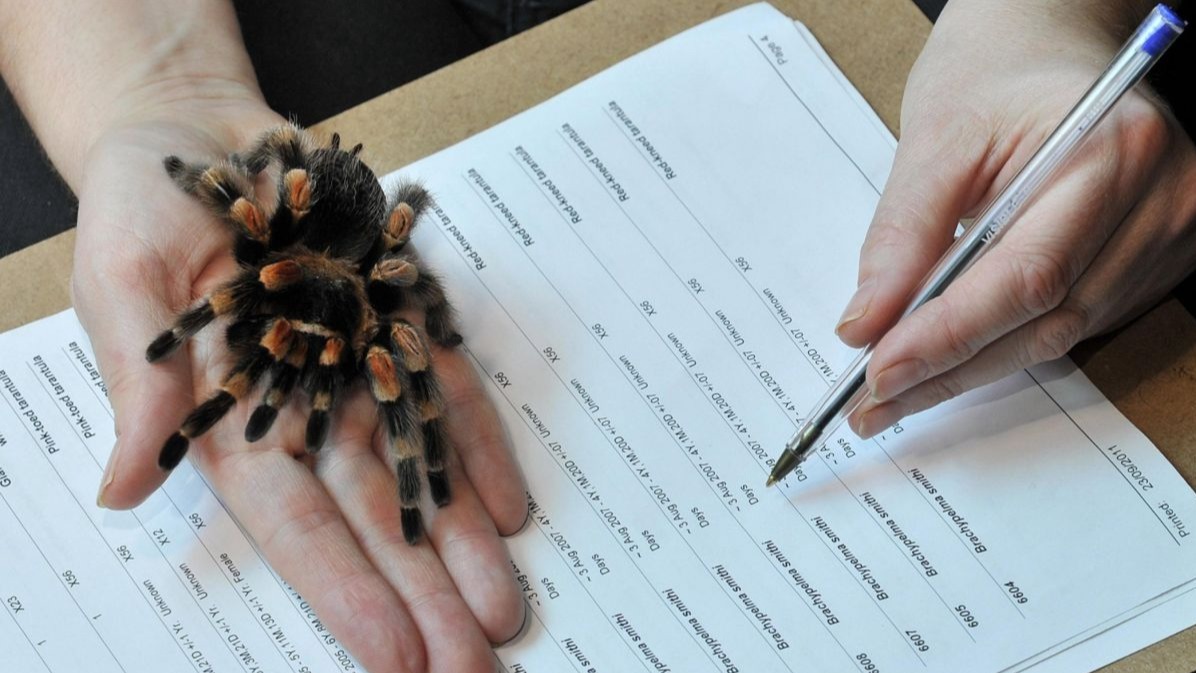 tarantula venom, brain , microorganism,  Chronic Pain,  Style Medication, Tarantula Poison