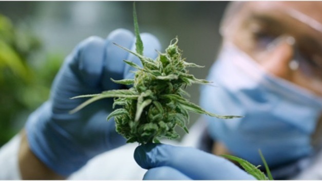 lifestyle, ayurvedic, Medicinal Cannabis, Cramp,  psychological state