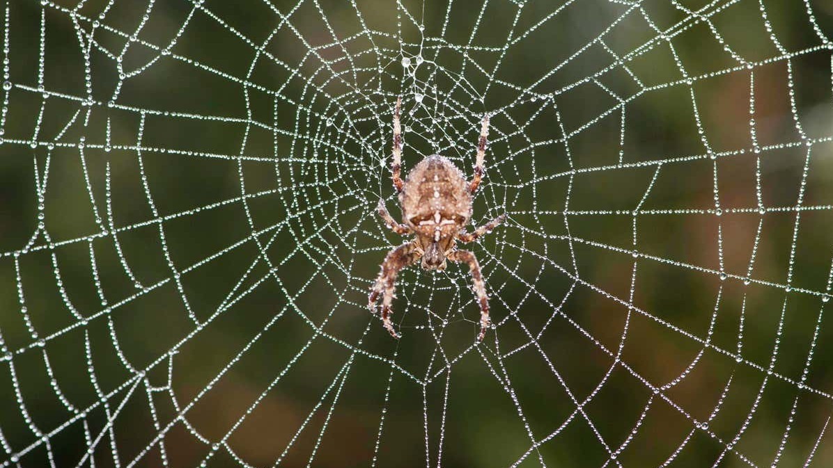 Can Spiders Weave s While Not Gravity?