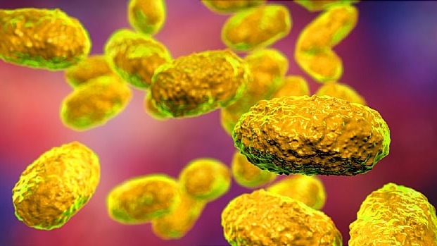 diseases , medication, drug,  monoamine neurotransmitter, brain