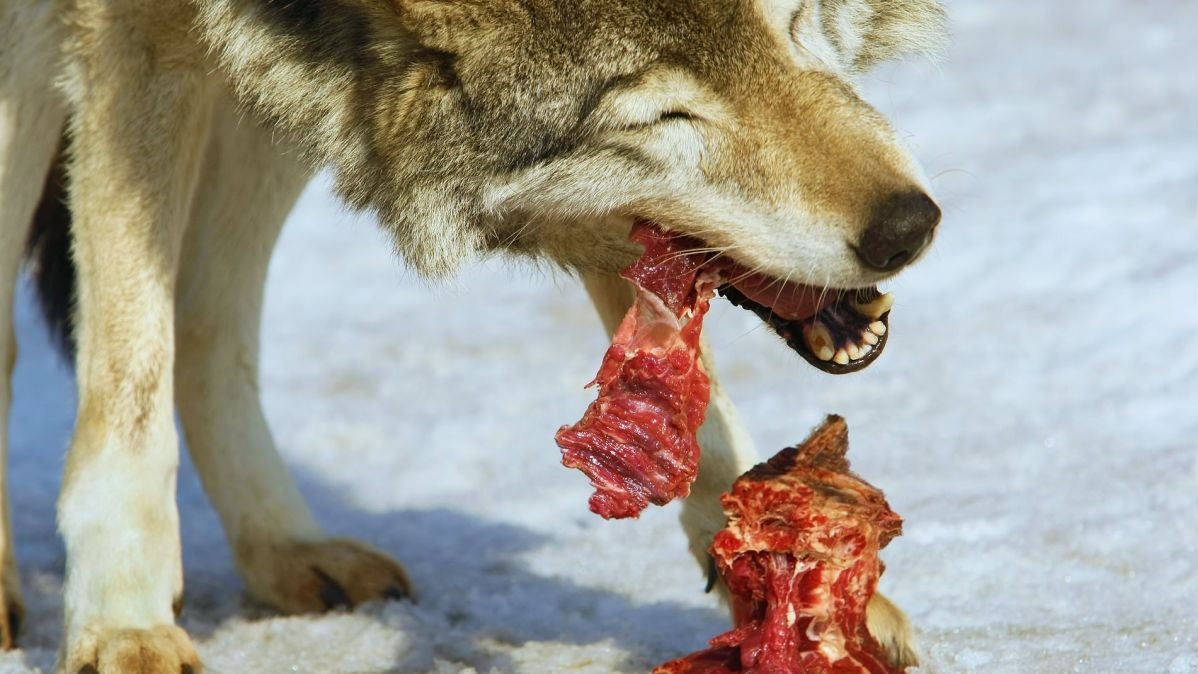 Ice Age, bones , Edible plants , animal macromolecule, carbohydrates