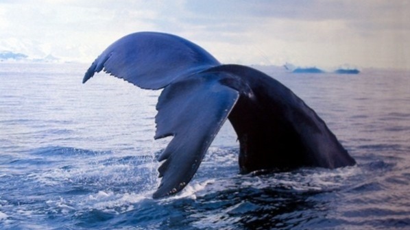 antarctic summertime, ocean ice, Weddell sea , Behavioral Styles, sea