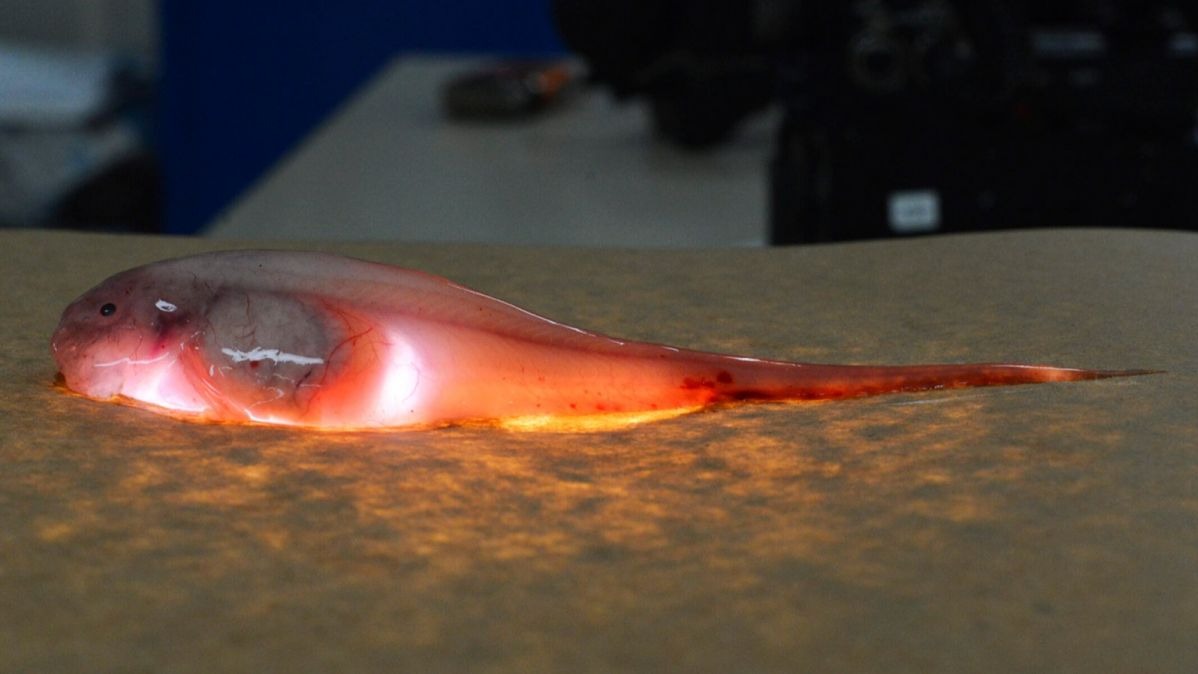 sciences,  immune gadget, mercury cycles, deep-sea, Europe,  China,  India