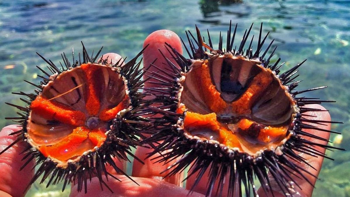 Plastics, environmental pollution,  Analysis, nurdles, structures,  Sea Urchins