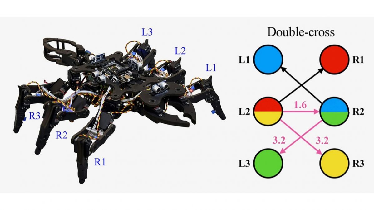 Biology ,  physics, Phenomena, biological ,  rhythmic styles