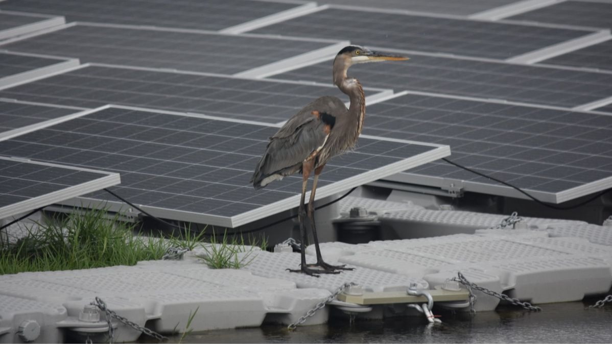 scientists, Roadmap, Renewables Unites Weather, Sustainability Desires, public