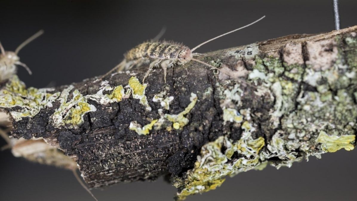 lytic polysaccharide monooxygenases,  fungi,  bacteria,  viruses, substance , disorder