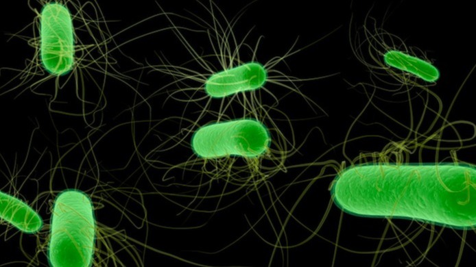 toxins , Shiga toxin, microorganism,  immune responses., immune system,  Escherichia coli