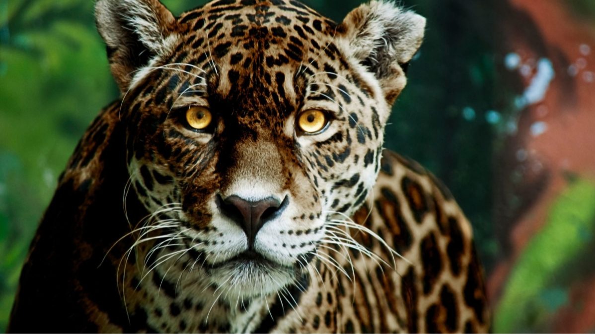 weather-exchange-brought-on battle, Guatemala program , human , animals,  armadillos , peccaries