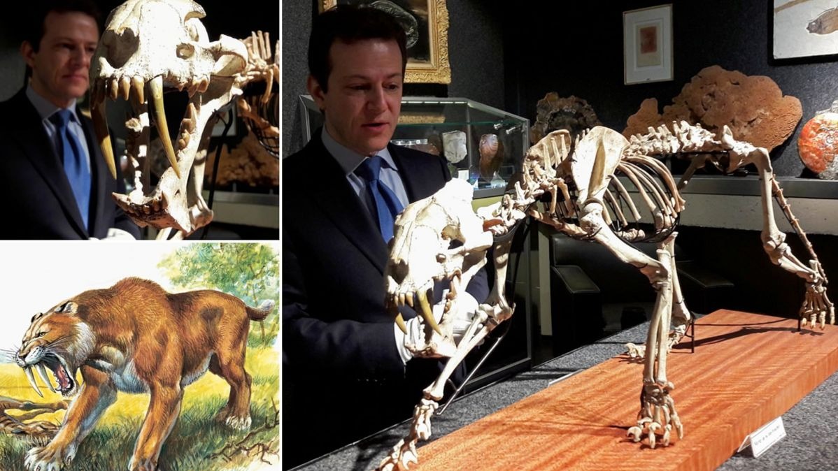 Cranium, discoveries from sch&ouml;ningen,  Heckenberg center,  saber-toothed cat, archeological