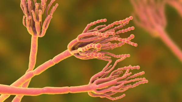 Microorganism , drug, antibiotic , Korea, microchip